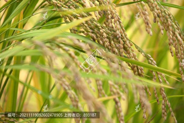 中國主食之一的稻米生長在田地里
