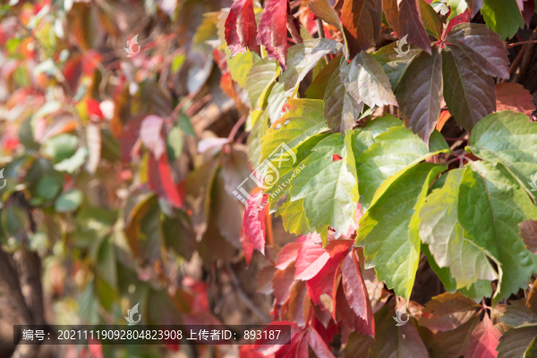 秋天戶外由綠變紅的爬山虎