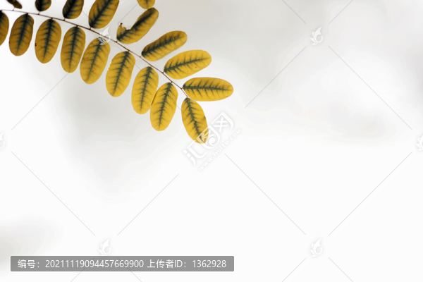秋葉