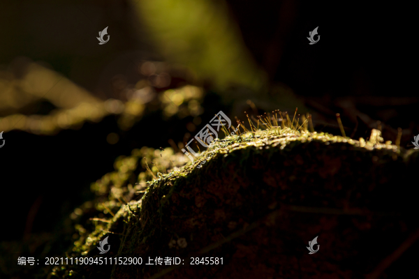 暖陽(yáng)秋意