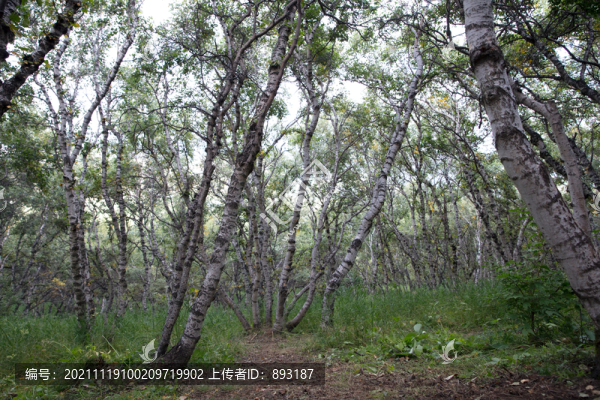 中國(guó)北方山上的白樺林樹(shù)木