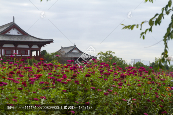 長(zhǎng)春北湖花海