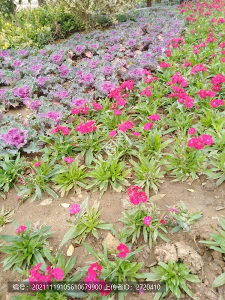 石竹綻放