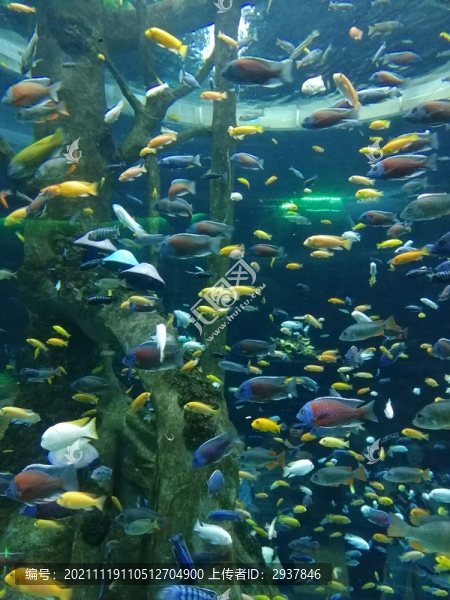海洋館魚群