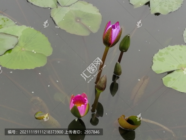 紫色荷花花苞
