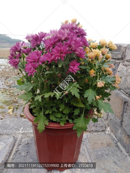一盆菊花