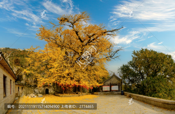 嶗山明霞洞秋色