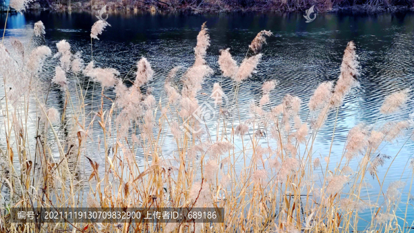 葦花