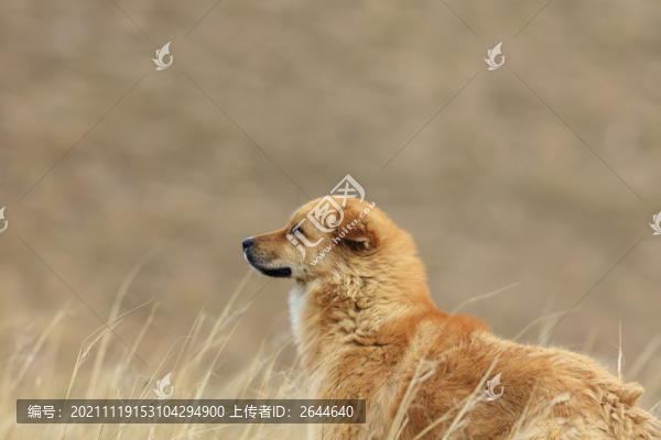 黃狗中華田園犬