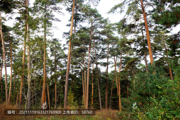 長白山美人松松林秋景