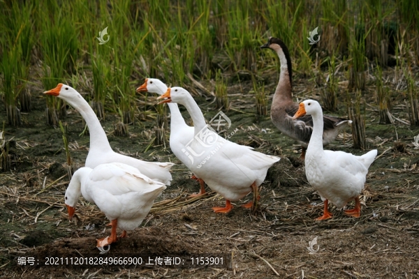 農(nóng)家鵝