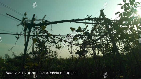 農(nóng)作物架