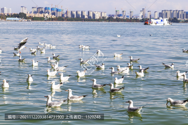 滇池鳥