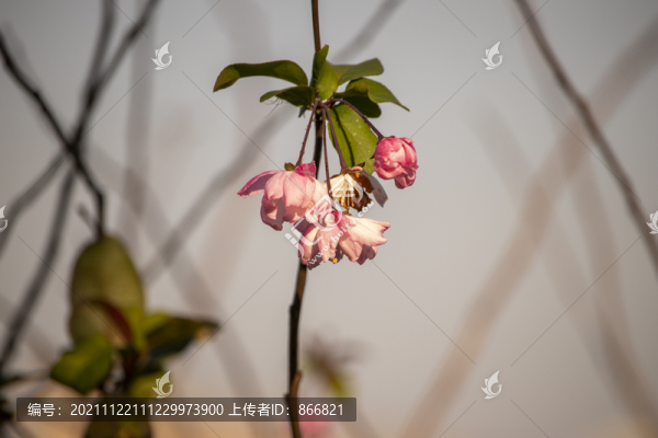 枯萎的垂絲海棠