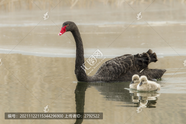 黑天鵝