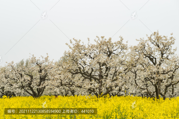 梨花與油菜花田
