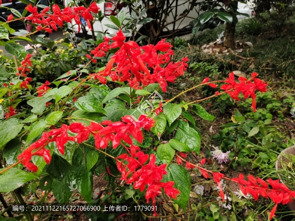 鞭炮花