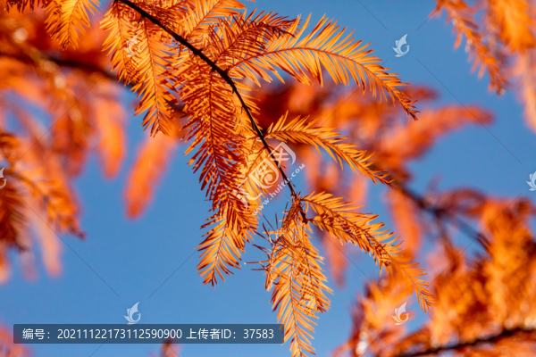 黃葉