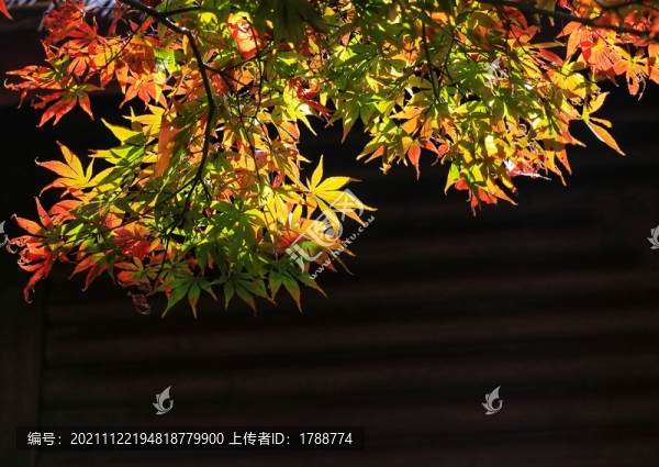 五彩楓