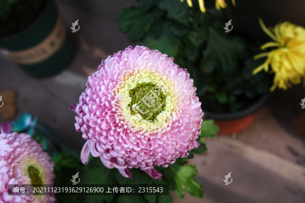 紫色菊花
