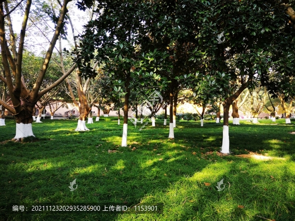 森林公園