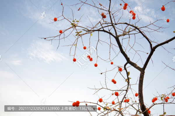 柿子紅了