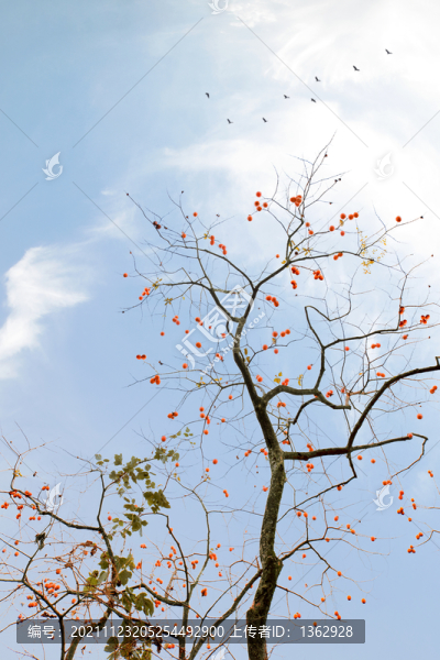 柿子紅了