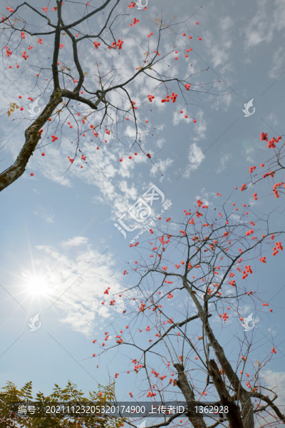 柿子紅了