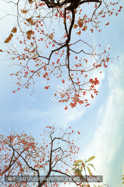 柿子紅了