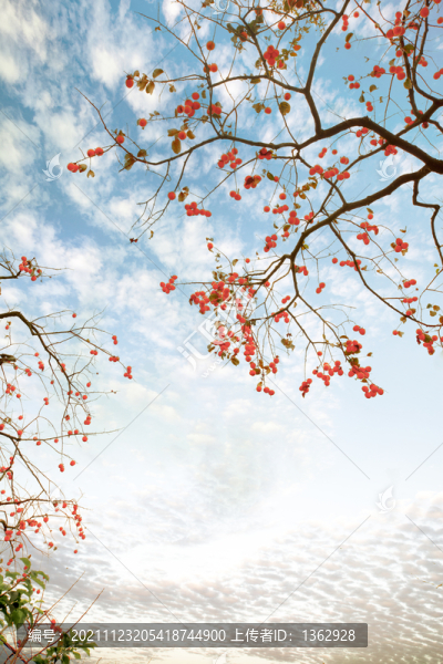 柿子紅了