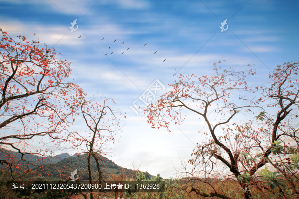 柿子紅了