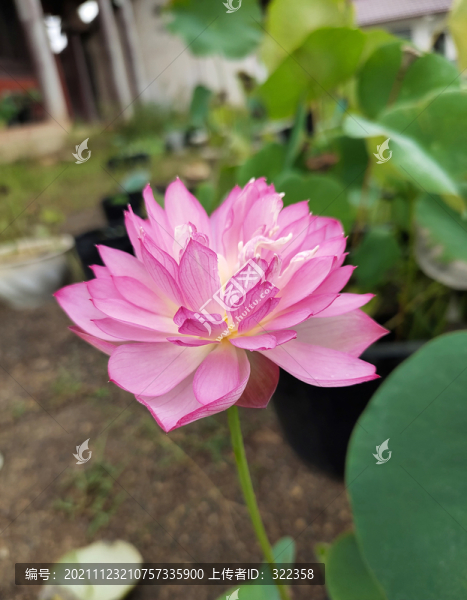 碗蓮
