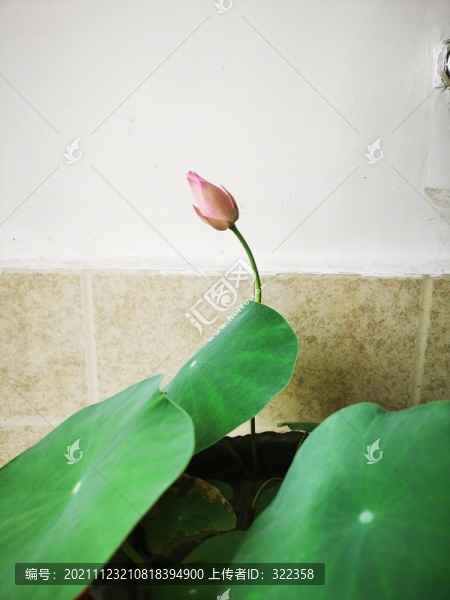 碗蓮
