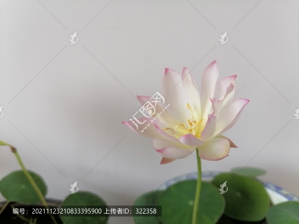 碗蓮
