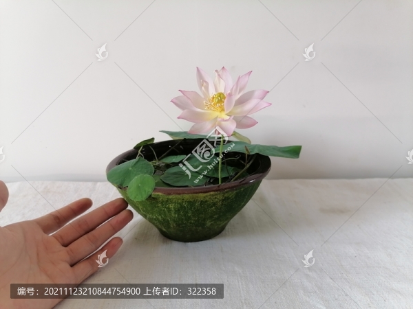 碗蓮