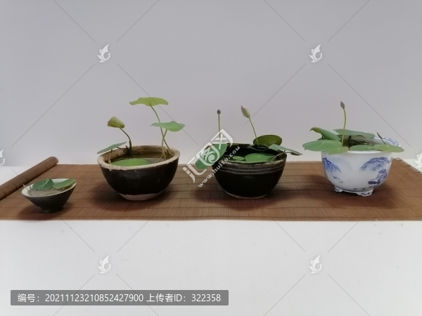 碗蓮