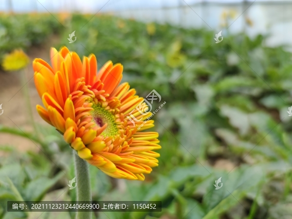非洲菊