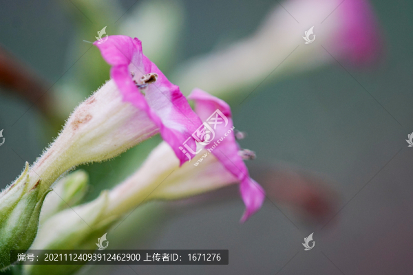 土煙