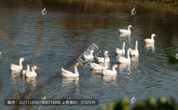 鵝