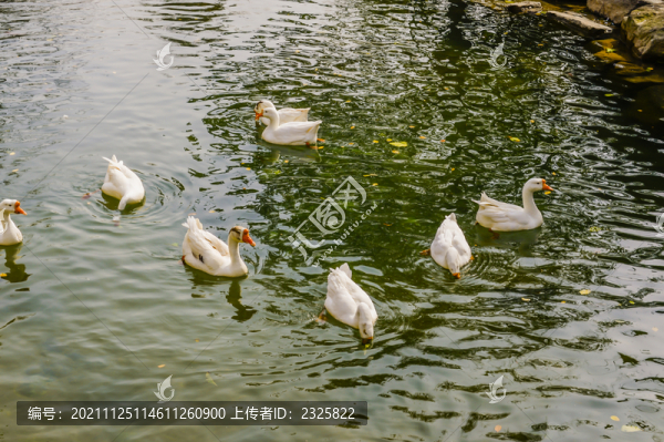群鵝嬉水