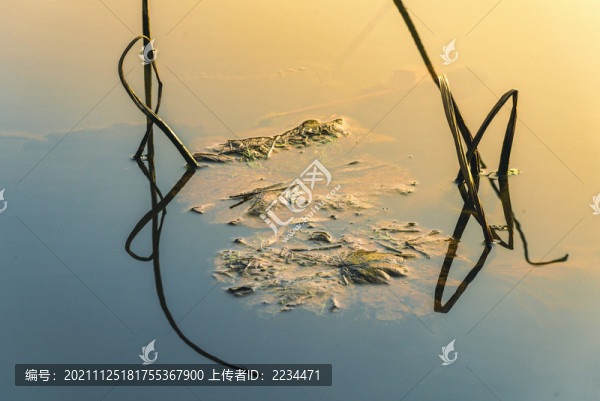禪荷