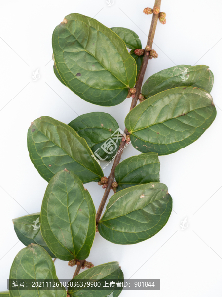白背景的馬桑樹枝葉和花骨朵