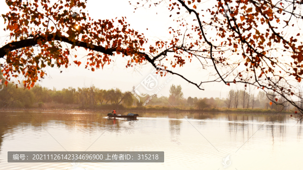 烏桕樹紅樹紅葉