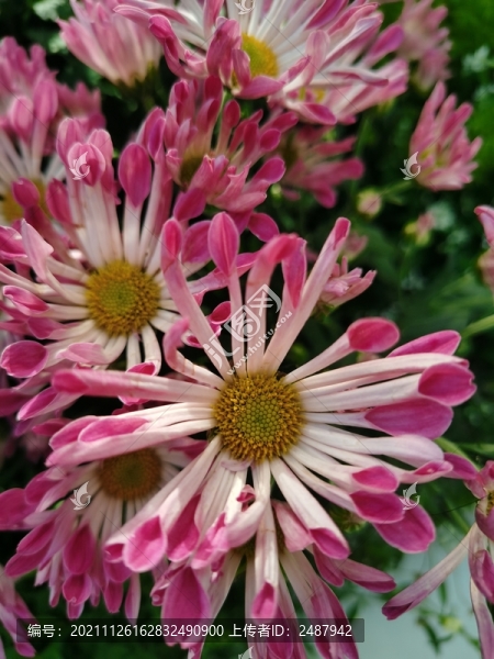 菊花