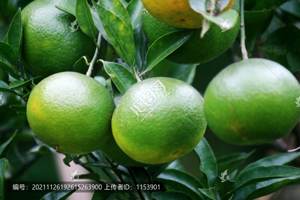 蜜桔