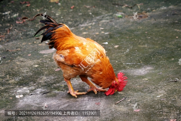 紅公雞