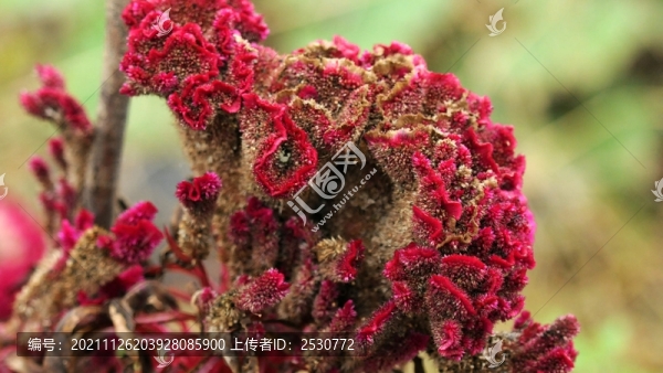 雞冠花