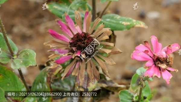 秋日百日菊