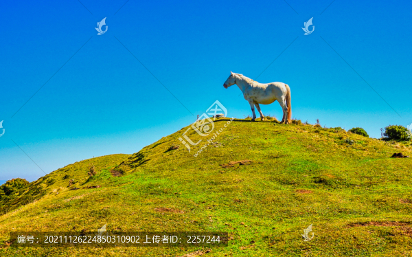 白色野馬