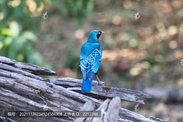 和平鳥與鳥類